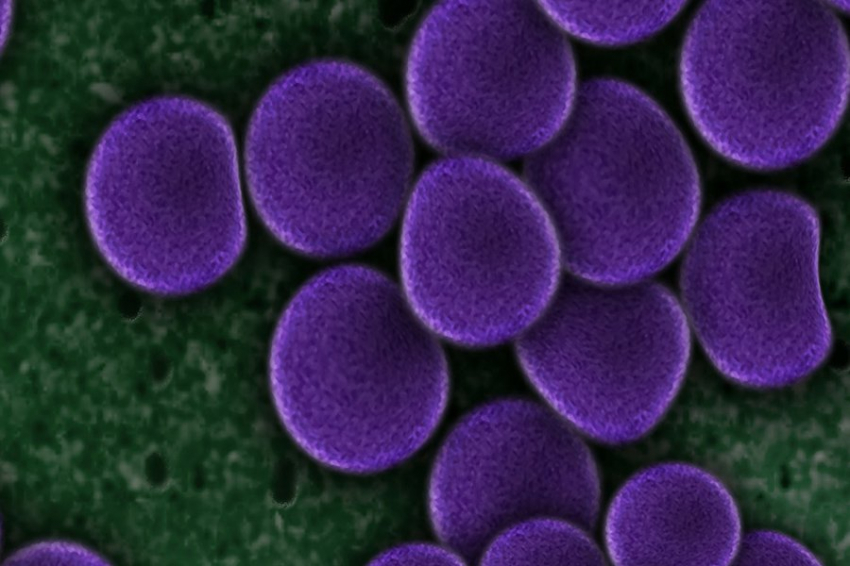 Science: раскрыта тайна одного из самых смертоносных патогенов в мире