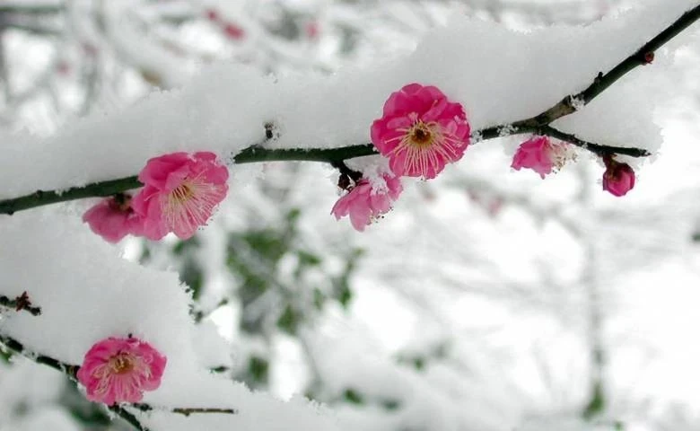 Приметы и поверья о природе и поведении животных на 25 декабря 2025 года