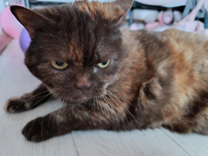 Признаки того, что кошка умирает: как распознать и помочь любимому питомцу?