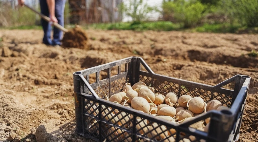 Благоприятные дни для посадки картошки в апреле 2026 по лунному календарю